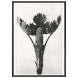 Art Forms in Nature 51 by Karl Blossfeldt, framed poster, view 3