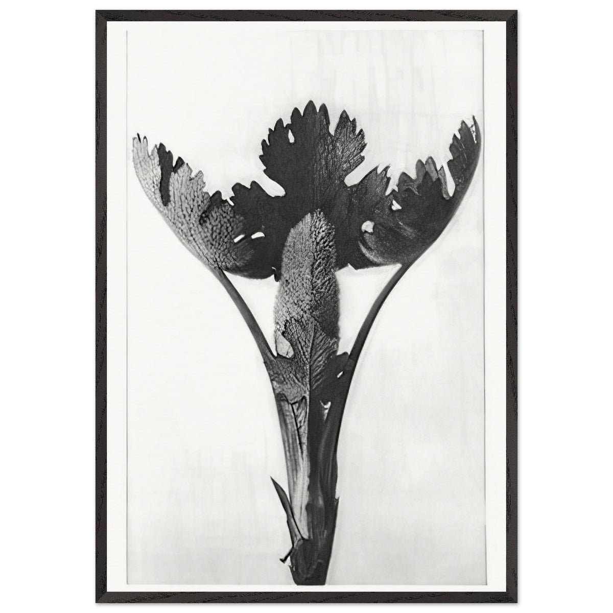 Art Forms in Nature 51 by Karl Blossfeldt, framed poster, view 3