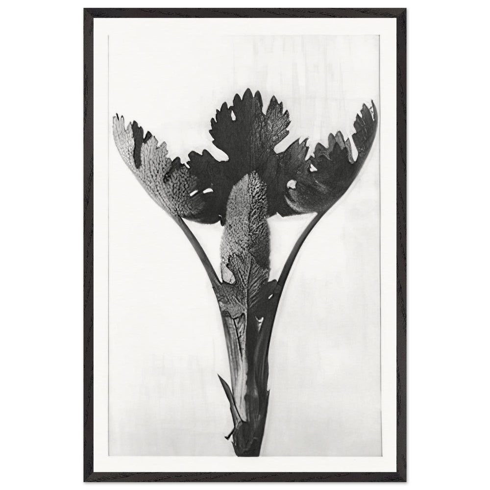 Art Forms in Nature 51 by Karl Blossfeldt, framed poster