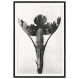 Art Forms in Nature 51 by Karl Blossfeldt, framed poster
