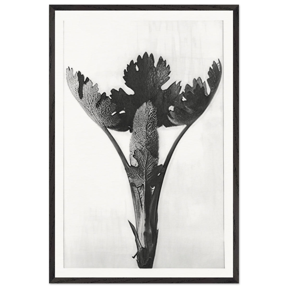 Art Forms in Nature 51 by Karl Blossfeldt, framed poster