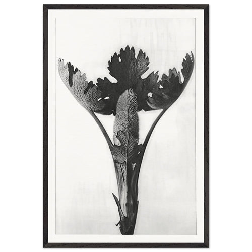 Art Forms in Nature 51 by Karl Blossfeldt, framed poster