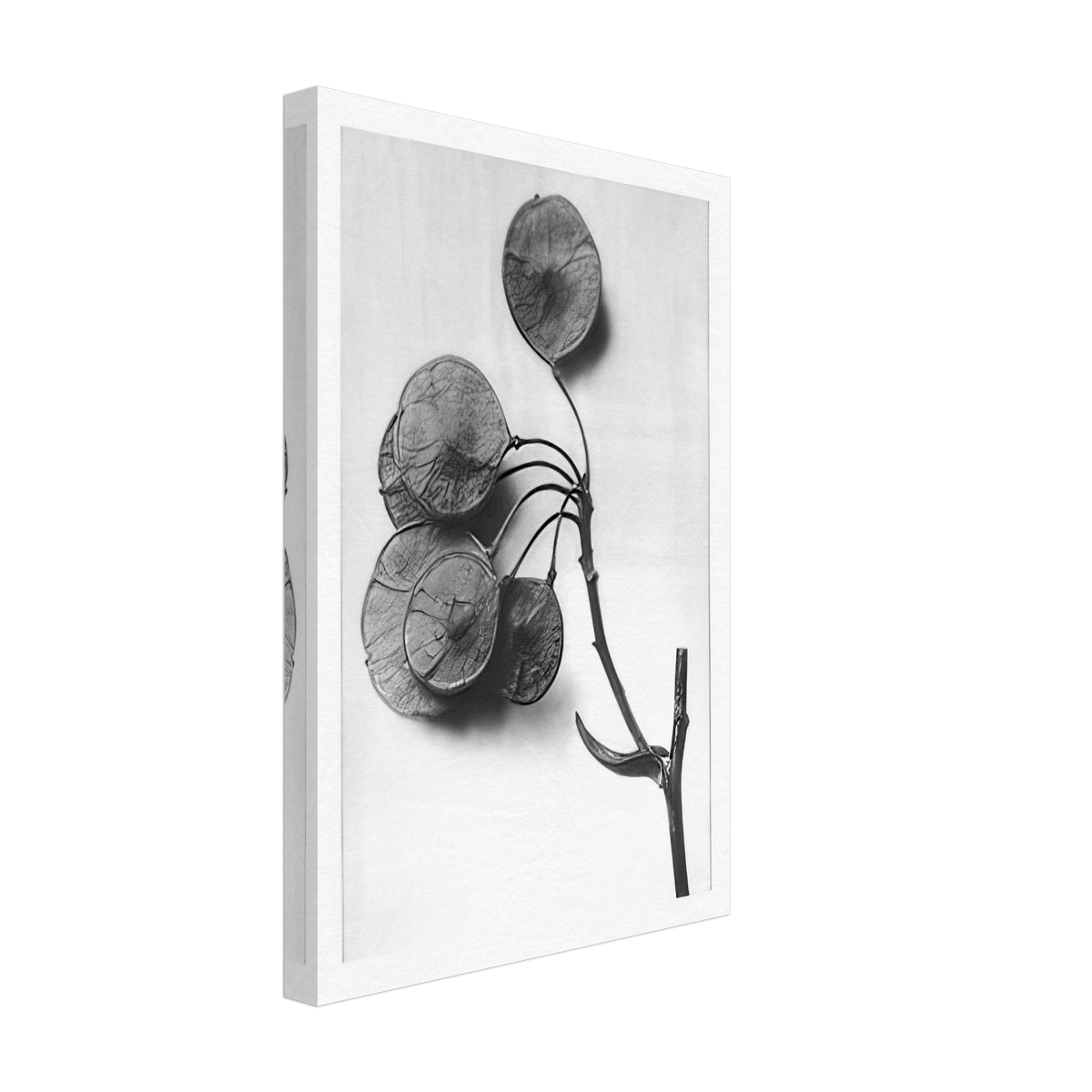 Art Forms in Nature 52 by Karl Blossfeldt, canvas, view 2