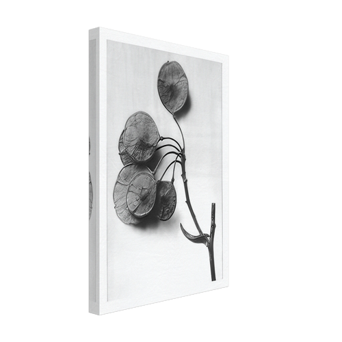 Art Forms in Nature 52 by Karl Blossfeldt, canvas, view 2