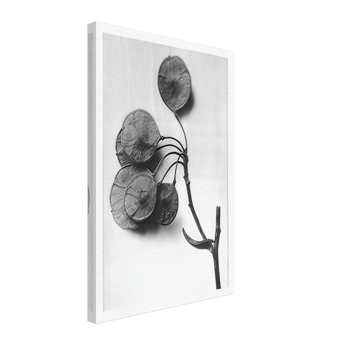 Art Forms in Nature 52 by Karl Blossfeldt, canvas