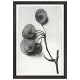 Art Forms in Nature 52 by Karl Blossfeldt, framed poster, view 2