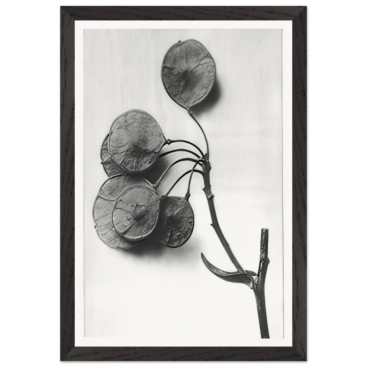 Art Forms in Nature 52 by Karl Blossfeldt, framed poster, view 2