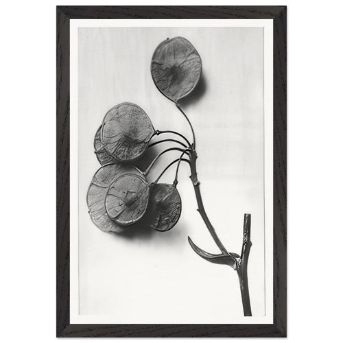 Art Forms in Nature 52 by Karl Blossfeldt, framed poster, view 2