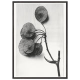 Art Forms in Nature 52 by Karl Blossfeldt, framed poster, view 3
