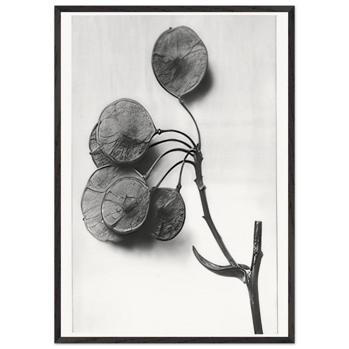 Art Forms in Nature 52 by Karl Blossfeldt, framed poster, view 3