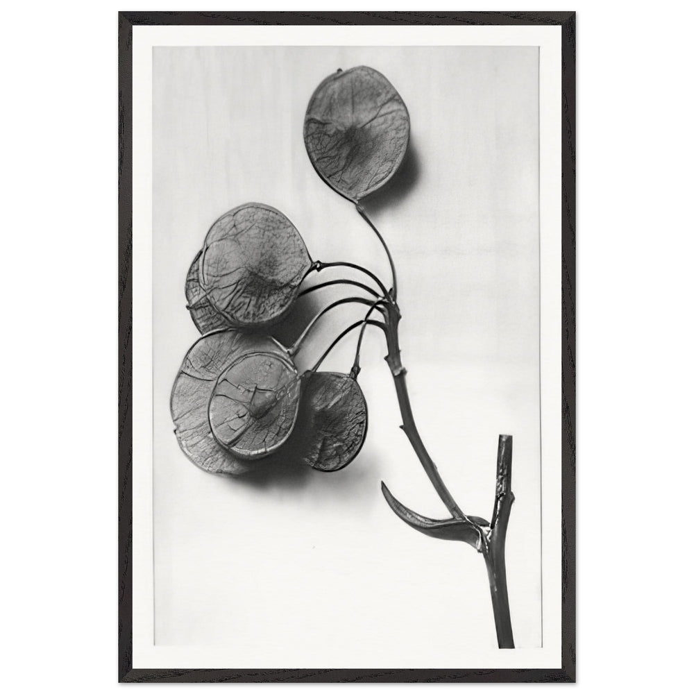 Art Forms in Nature 52 by Karl Blossfeldt, framed poster