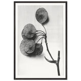 Art Forms in Nature 52 by Karl Blossfeldt, framed poster
