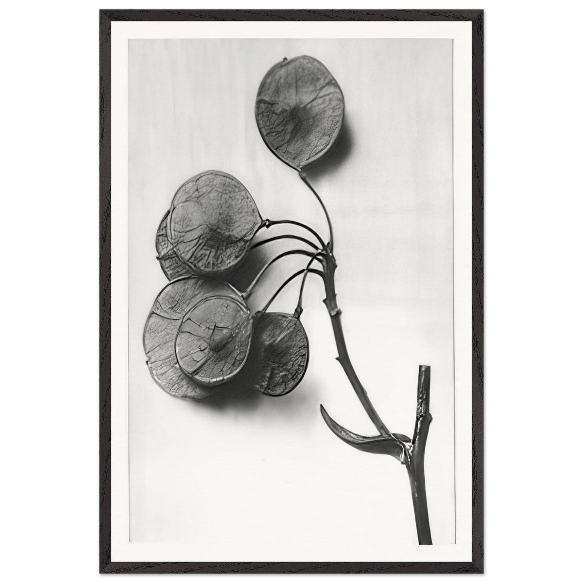 Art Forms in Nature 52 by Karl Blossfeldt, framed poster