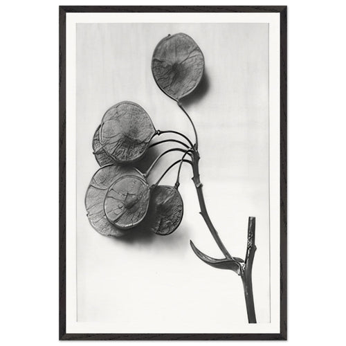 Art Forms in Nature 52 by Karl Blossfeldt, framed poster