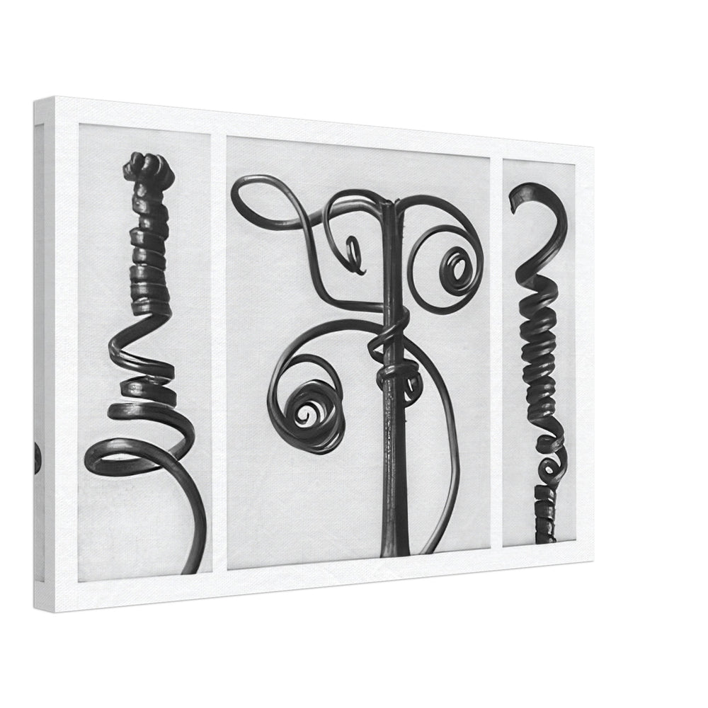 Art Forms in Nature 53 by Karl Blossfeldt, canvas
