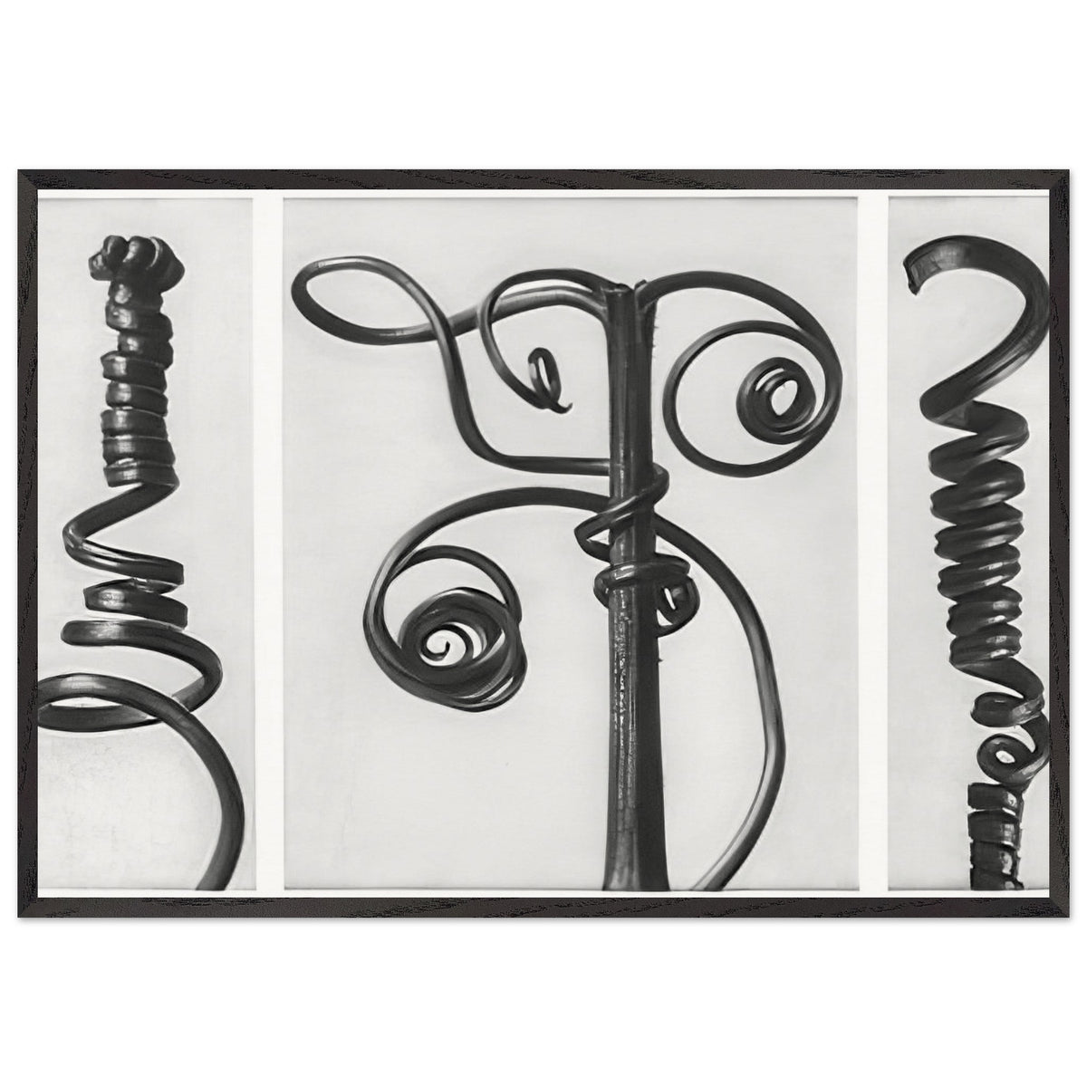 Art Forms in Nature 53 by Karl Blossfeldt, framed poster, view 3