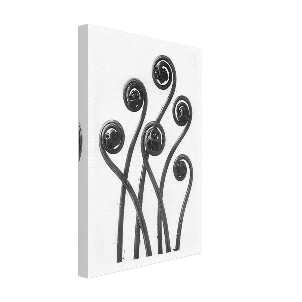 Art Forms in Nature 55 by Karl Blossfeldt, canvas, view 2