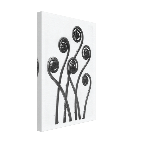 Art Forms in Nature 55 by Karl Blossfeldt, canvas, view 2