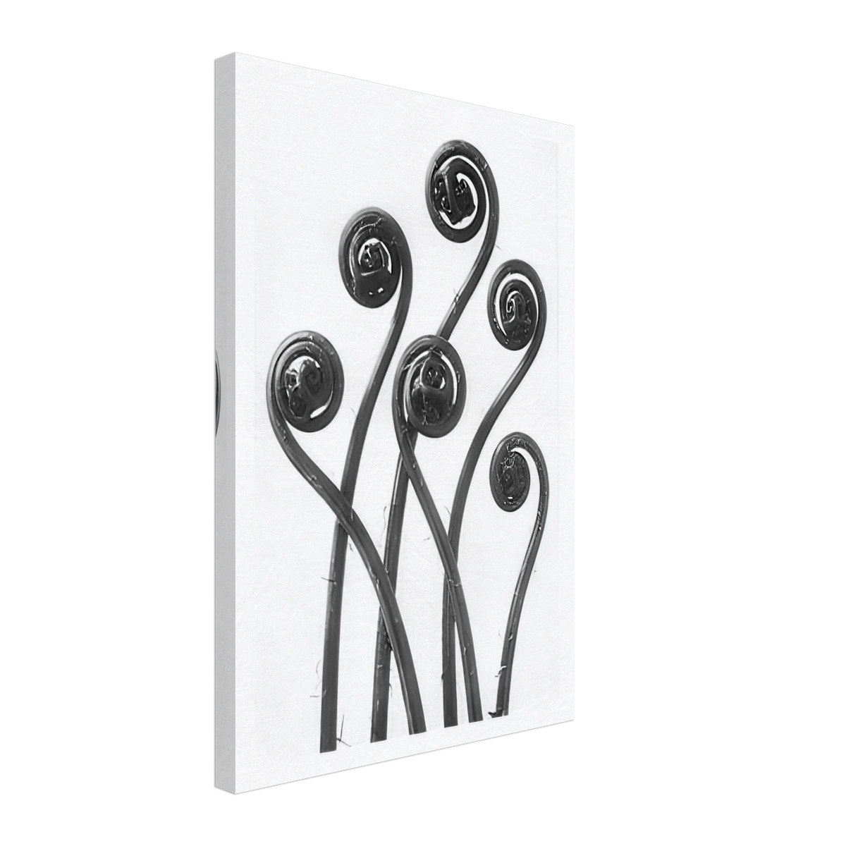 Art Forms in Nature 55 by Karl Blossfeldt, canvas