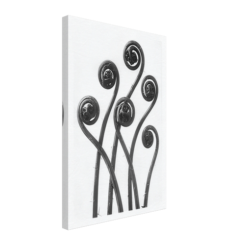 Art Forms in Nature 55 by Karl Blossfeldt, canvas