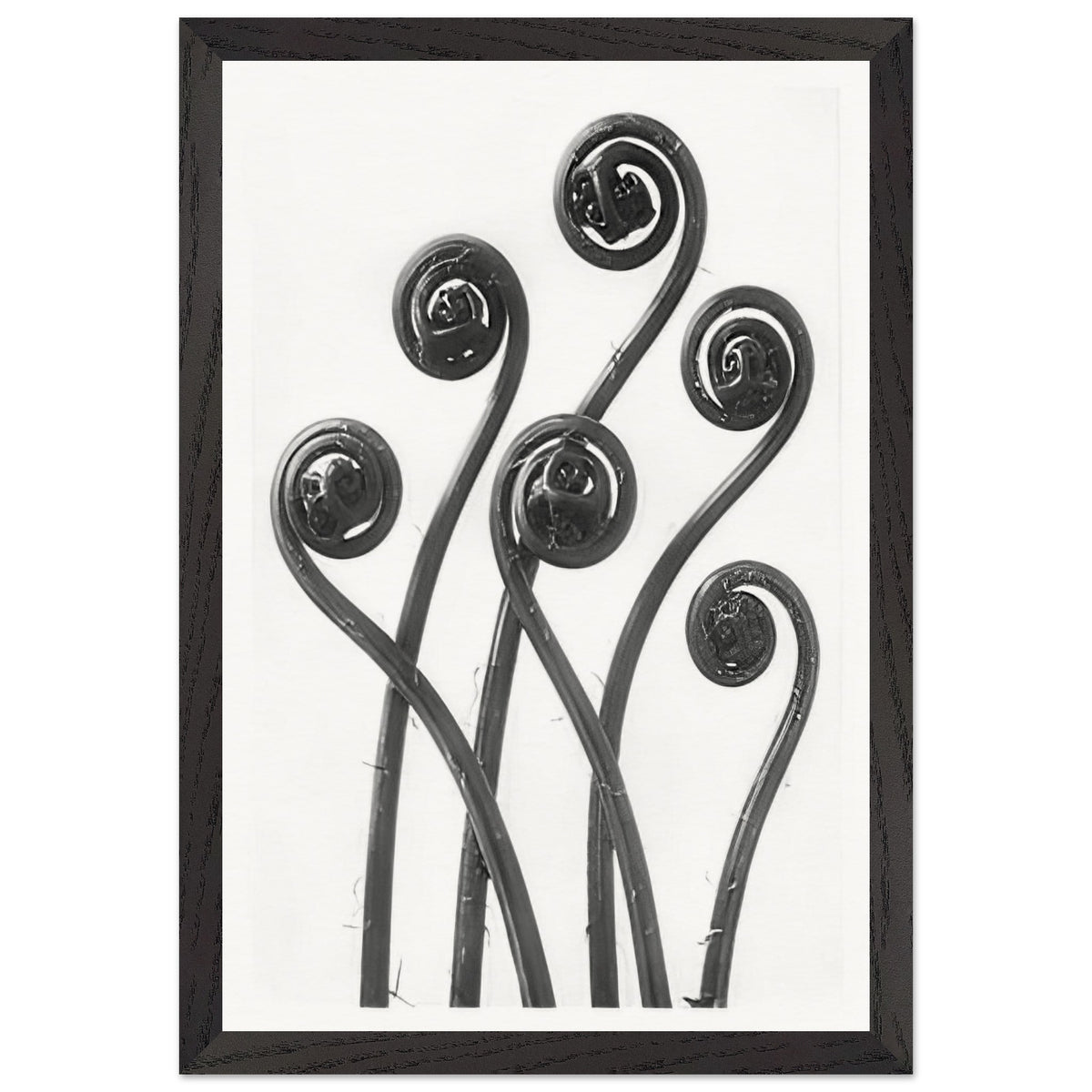 Art Forms in Nature 55 by Karl Blossfeldt, framed poster, view 2