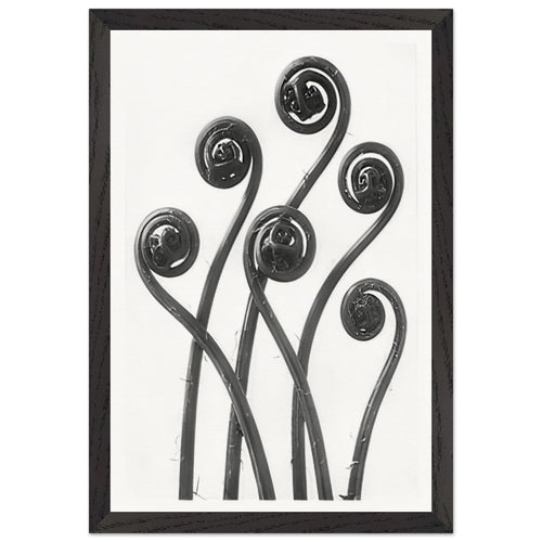 Art Forms in Nature 55 by Karl Blossfeldt, framed poster, view 2