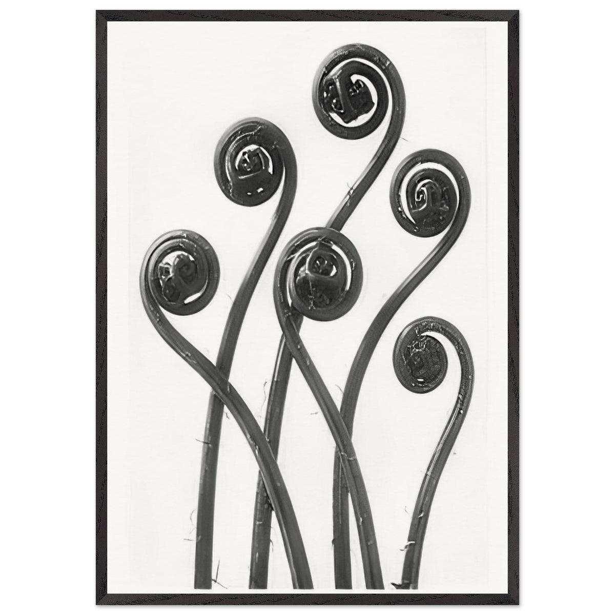 Art Forms in Nature 55 by Karl Blossfeldt, framed poster, view 3