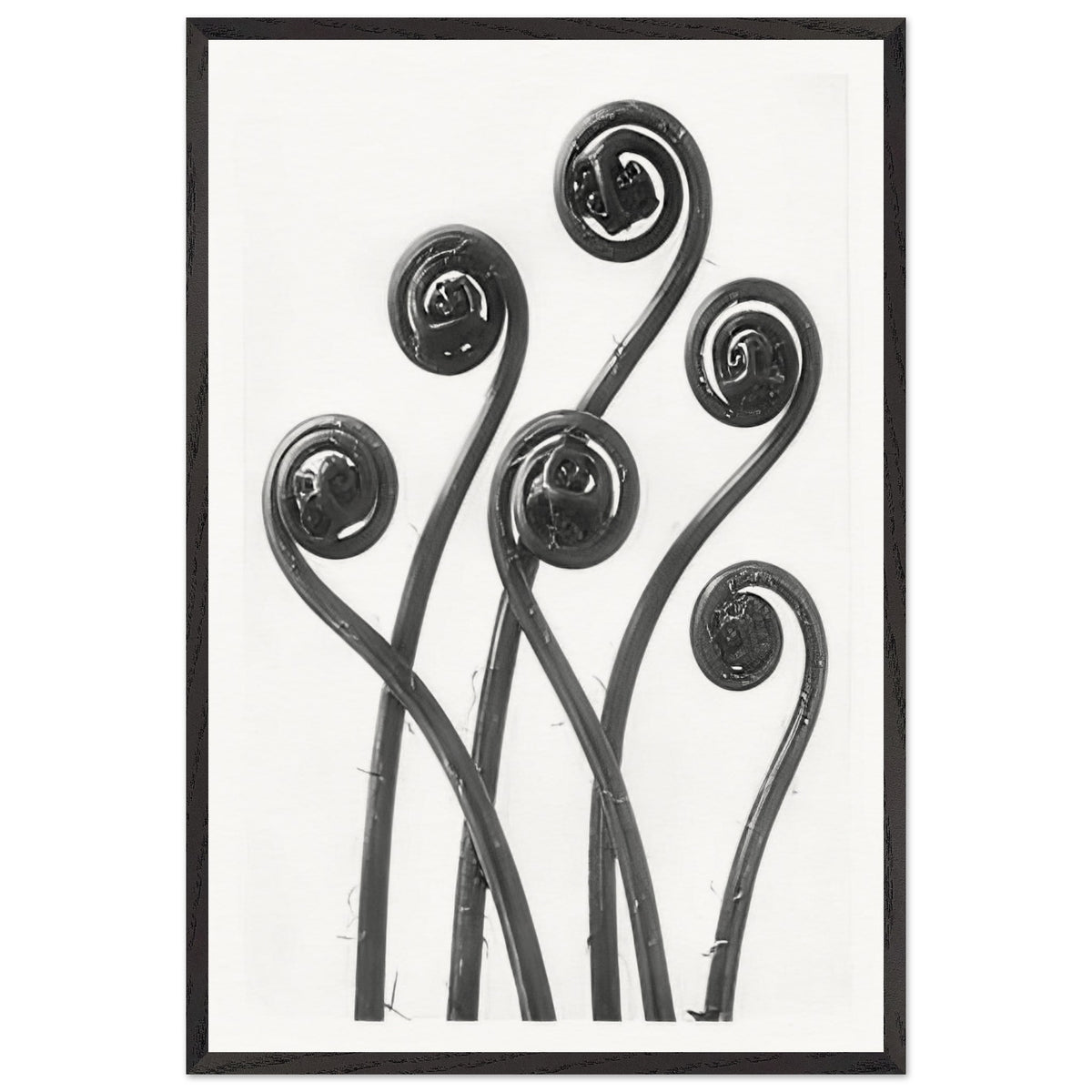 Art Forms in Nature 55 by Karl Blossfeldt, framed poster