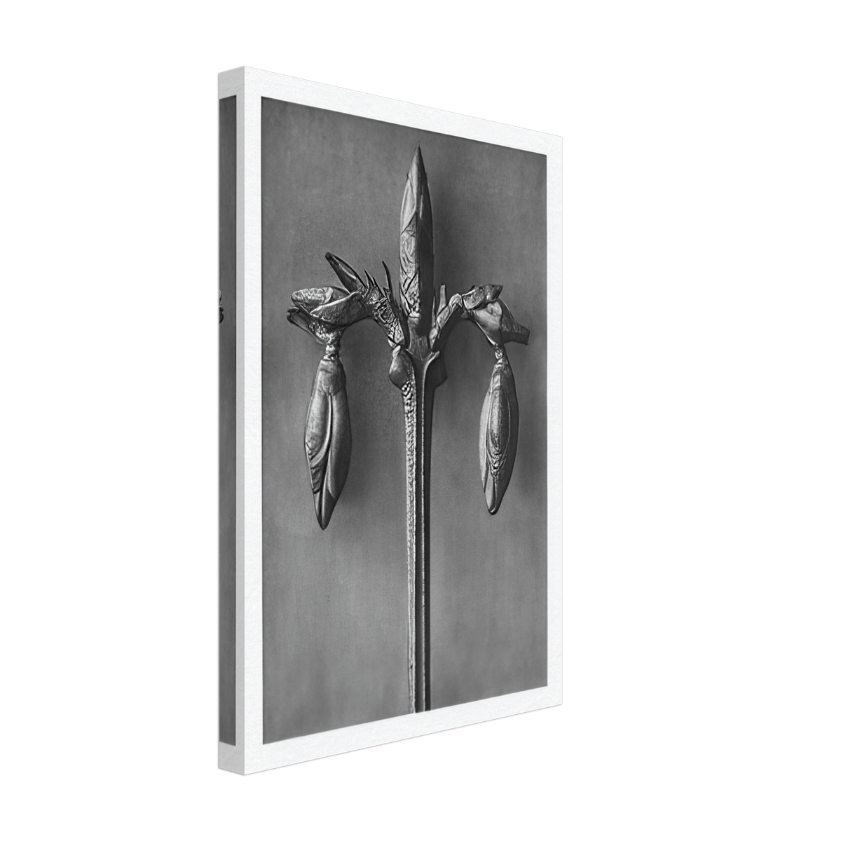 Art Forms in Nature 57 by Karl Blossfeldt, canvas, view 2