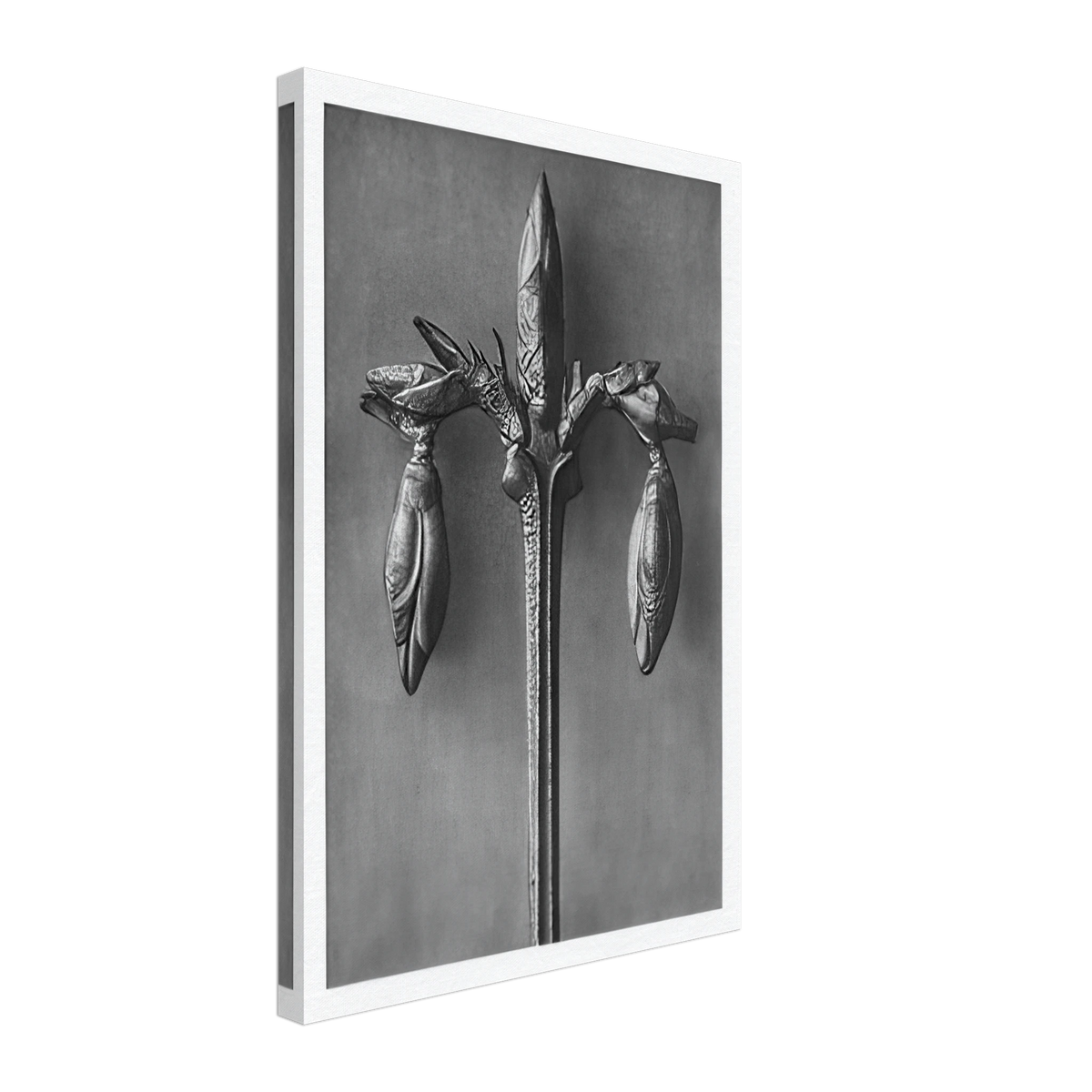 Art Forms in Nature 57 by Karl Blossfeldt, canvas