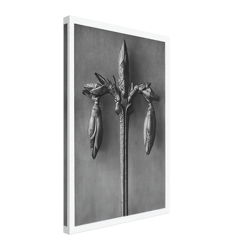 Art Forms in Nature 57 by Karl Blossfeldt, canvas