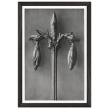 Art Forms in Nature 57 by Karl Blossfeldt, framed poster, view 2