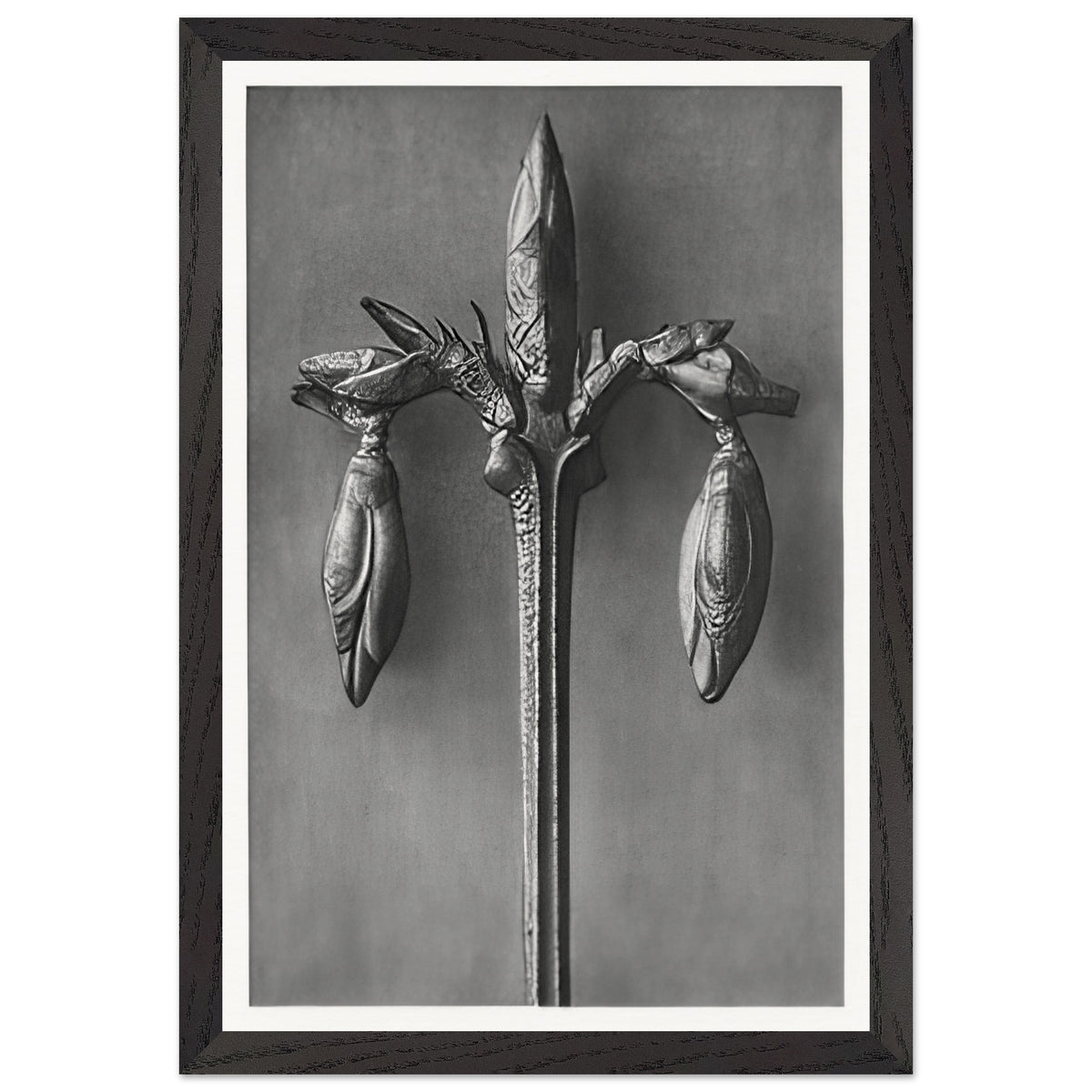 Art Forms in Nature 57 by Karl Blossfeldt, framed poster, view 2