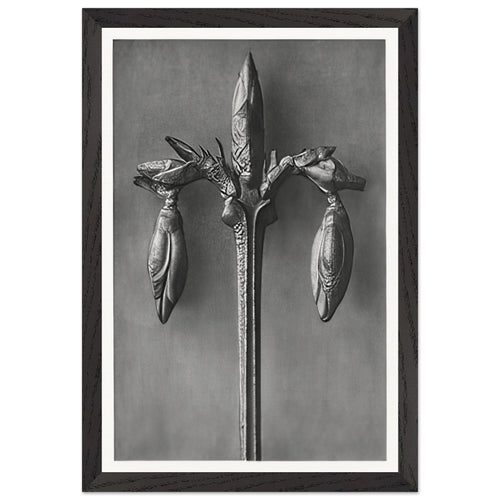 Art Forms in Nature 57 by Karl Blossfeldt, framed poster, view 2