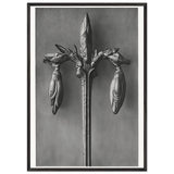Art Forms in Nature 57 by Karl Blossfeldt, framed poster, view 3