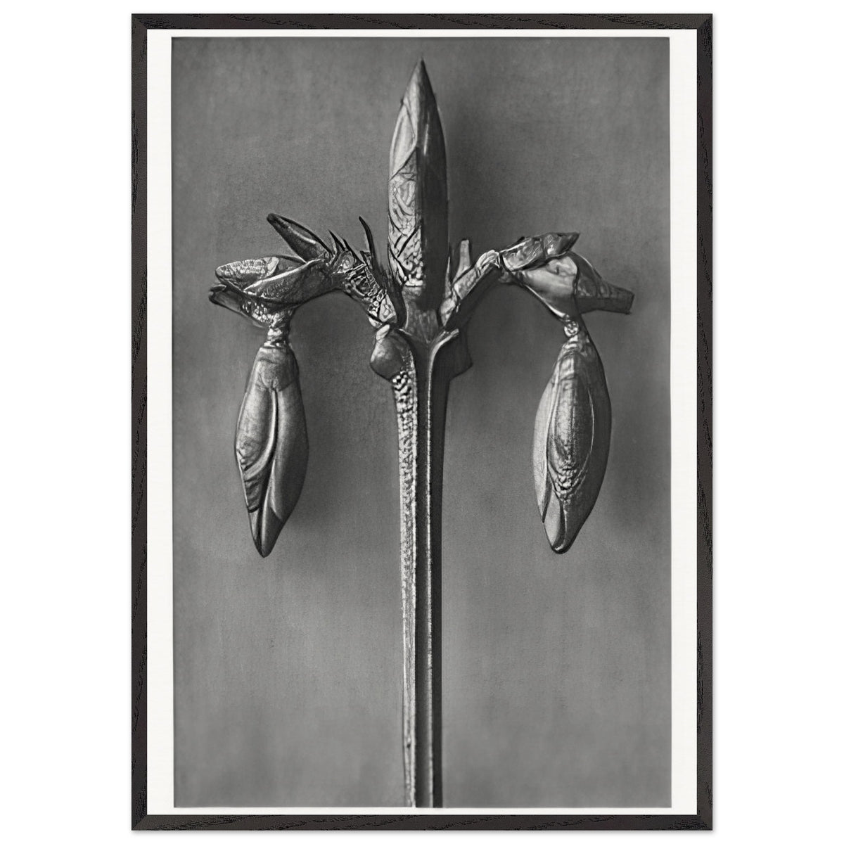 Art Forms in Nature 57 by Karl Blossfeldt, framed poster, view 3