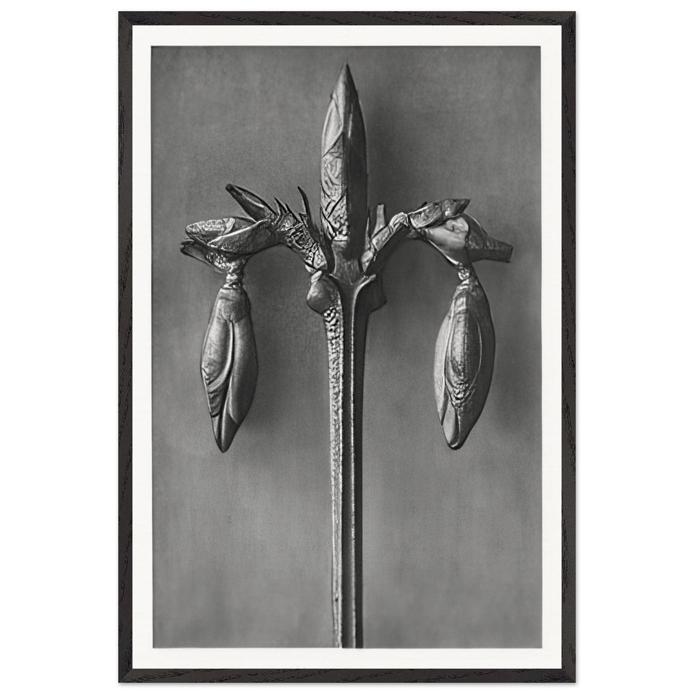 Art Forms in Nature 57 by Karl Blossfeldt, framed poster