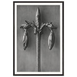 Art Forms in Nature 57 by Karl Blossfeldt, framed poster