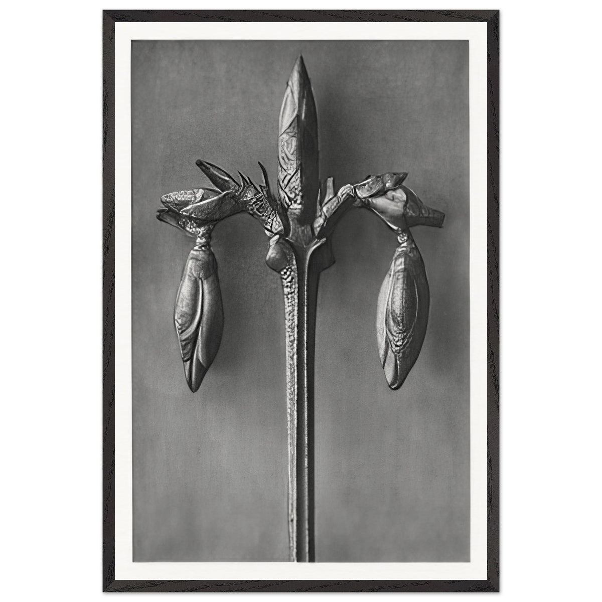 Art Forms in Nature 57 by Karl Blossfeldt, framed poster