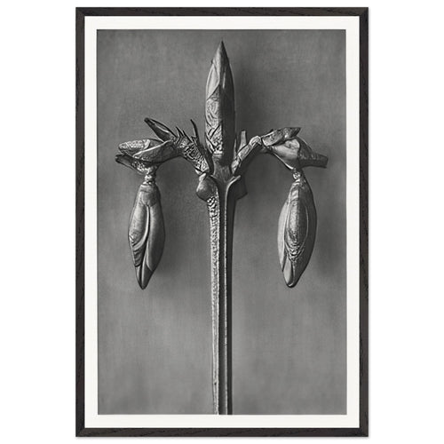 Art Forms in Nature 57 by Karl Blossfeldt, framed poster