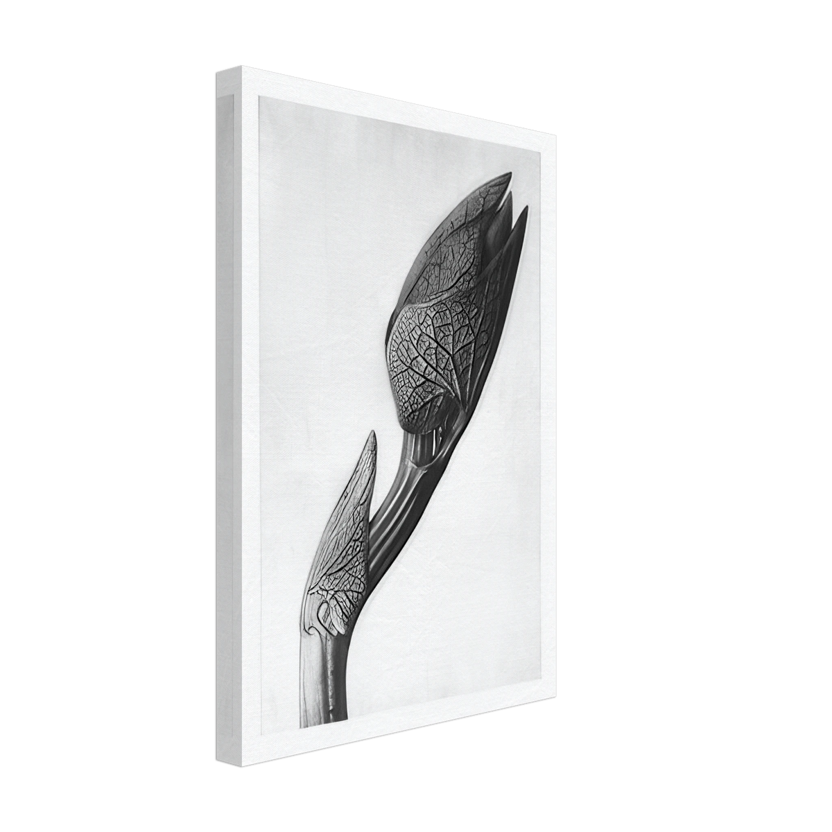 Art Forms in Nature 58 by Karl Blossfeldt, canvas, view 2