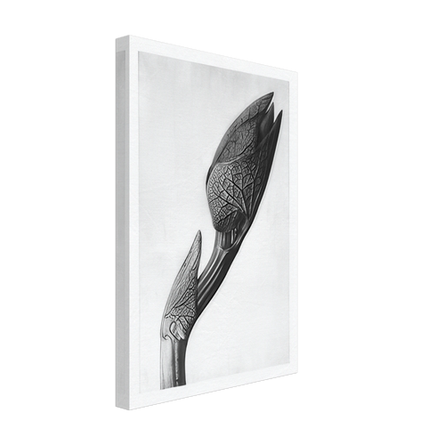 Art Forms in Nature 58 by Karl Blossfeldt, canvas, view 2
