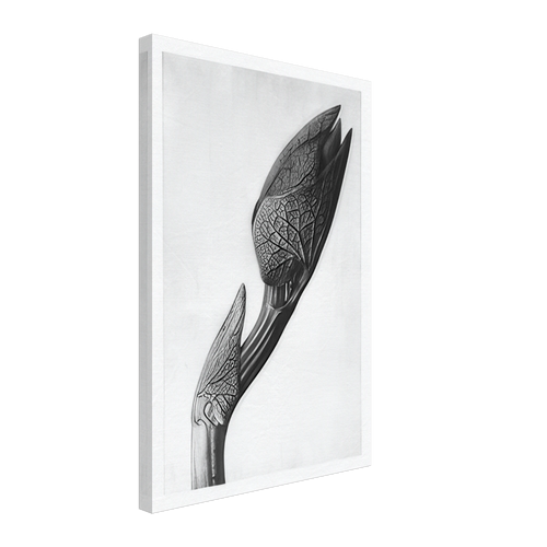 Art Forms in Nature 58 by Karl Blossfeldt, canvas