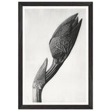 Art Forms in Nature 58 by Karl Blossfeldt, framed poster, view 2