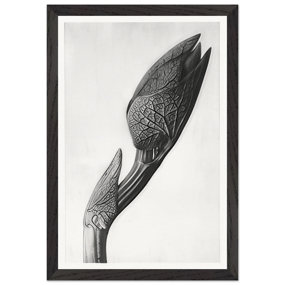 Art Forms in Nature 58 by Karl Blossfeldt, framed poster, view 2