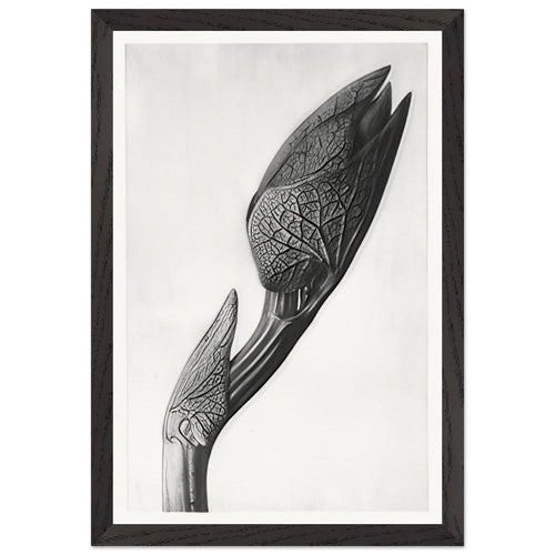 Art Forms in Nature 58 by Karl Blossfeldt, framed poster, view 2