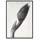 Art Forms in Nature 58 by Karl Blossfeldt, framed poster, view 3