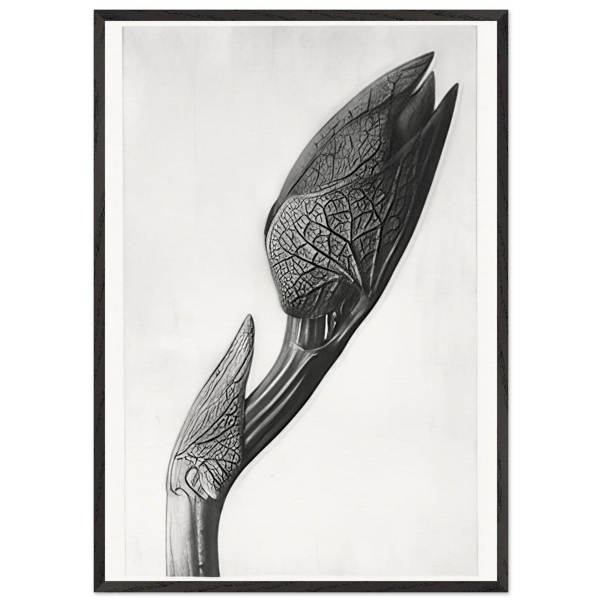 Art Forms in Nature 58 by Karl Blossfeldt, framed poster, view 3