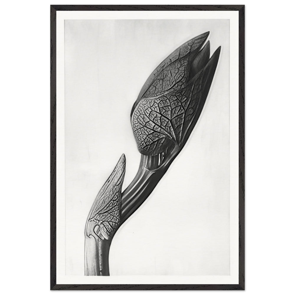 Art Forms in Nature 58 by Karl Blossfeldt, framed poster