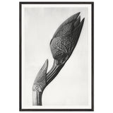Art Forms in Nature 58 by Karl Blossfeldt, framed poster